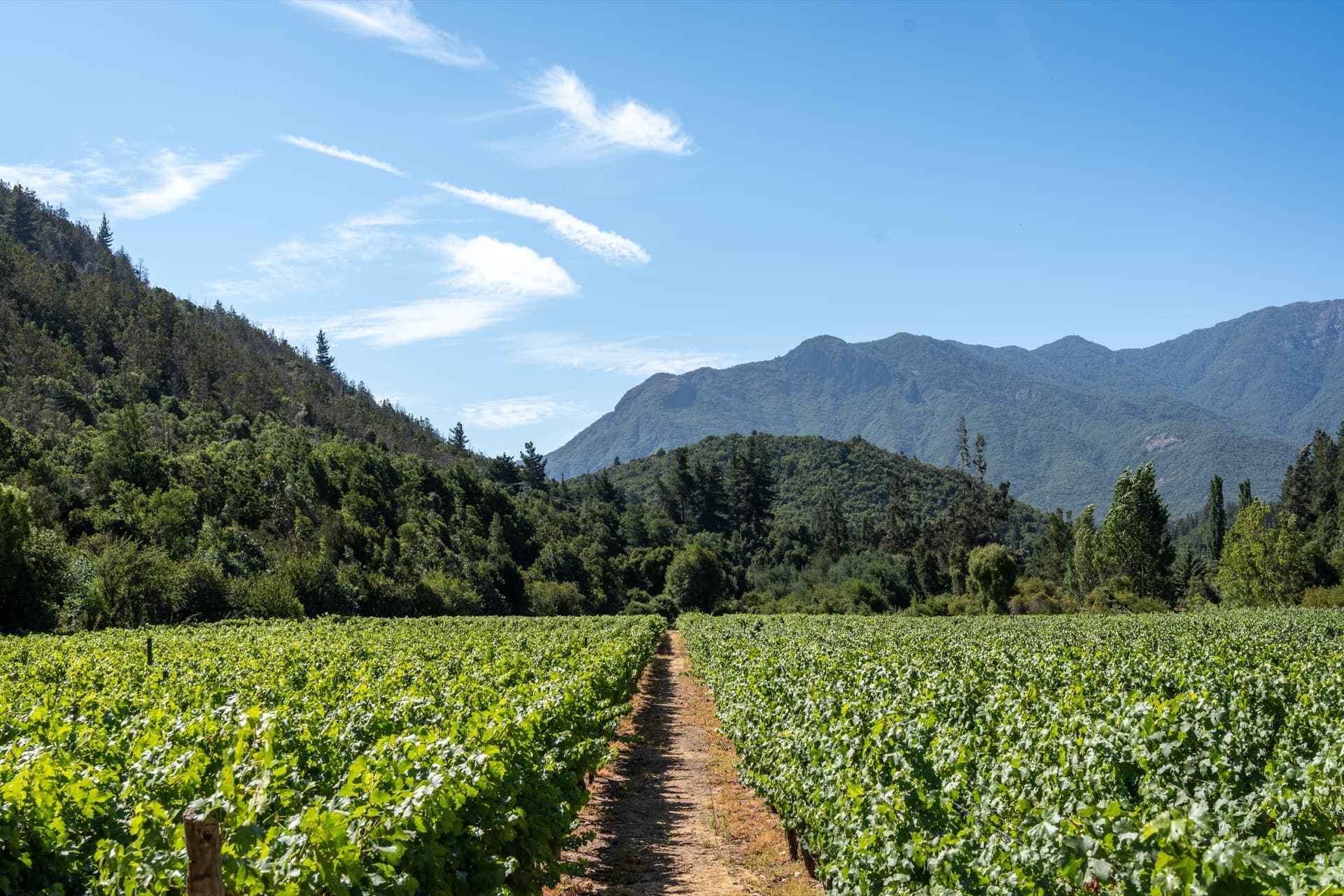 The Owner's Table: Cena de Vinos de Montaña